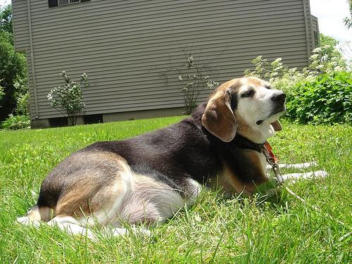 https://images.dog.ceo/breeds/beagle/n02088364_6611.jpg