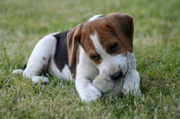 https://images.dog.ceo/breeds/beagle/n02088364_6866.jpg