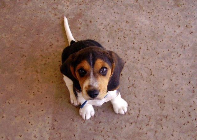 https://images.dog.ceo/breeds/beagle/n02088364_7784.jpg