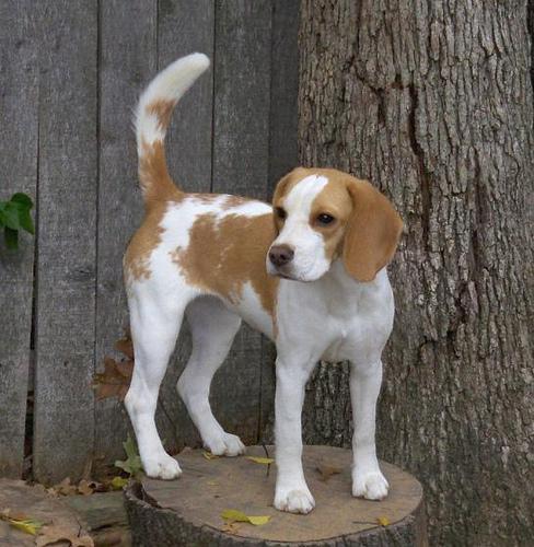 https://images.dog.ceo/breeds/beagle/n02088364_8443.jpg