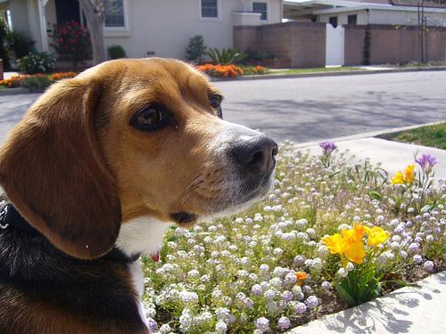 https://images.dog.ceo/breeds/beagle/n02088364_8477.jpg