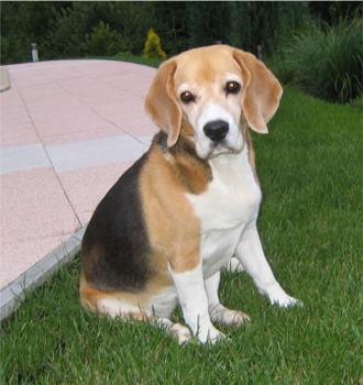 https://images.dog.ceo/breeds/beagle/n02088364_852.jpg