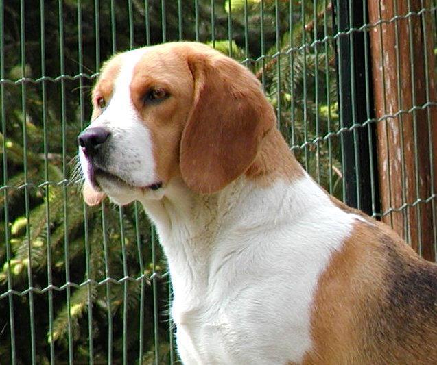 https://images.dog.ceo/breeds/beagle/n02088364_876.jpg