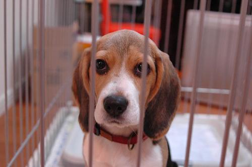 https://images.dog.ceo/breeds/beagle/n02088364_8871.jpg