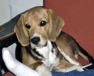 https://images.dog.ceo/breeds/beagle/n02088364_959.jpg