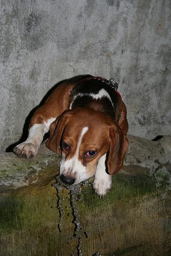 https://images.dog.ceo/breeds/beagle/n02088364_9652.jpg