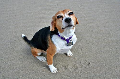 https://images.dog.ceo/breeds/beagle/n02088364_9825.jpg