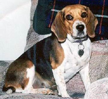 https://images.dog.ceo/breeds/beagle/n02088364_9849.jpg