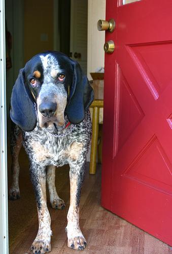 https://images.dog.ceo/breeds/bluetick/n02088632_101.jpg