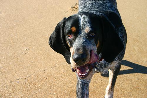 https://images.dog.ceo/breeds/bluetick/n02088632_1077.jpg