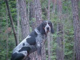 https://images.dog.ceo/breeds/bluetick/n02088632_108.jpg