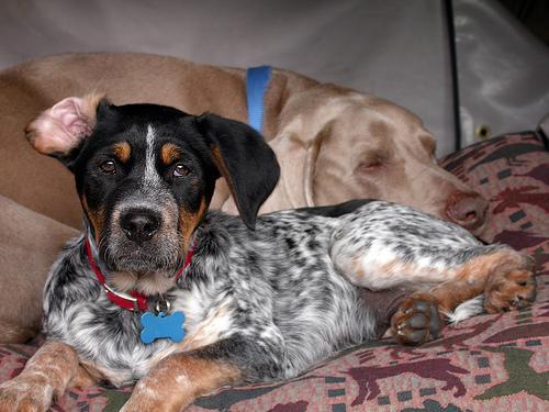 https://images.dog.ceo/breeds/bluetick/n02088632_1108.jpg