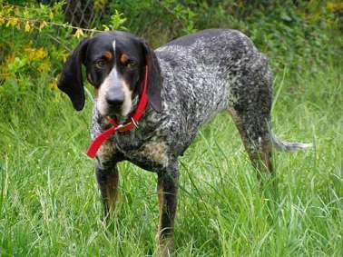 https://images.dog.ceo/breeds/bluetick/n02088632_1209.jpg