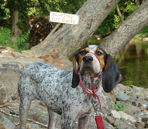 https://images.dog.ceo/breeds/bluetick/n02088632_1219.jpg