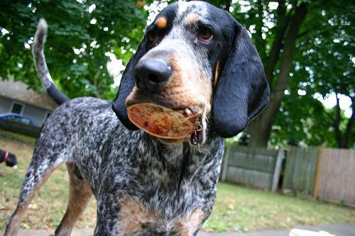 https://images.dog.ceo/breeds/bluetick/n02088632_1274.jpg