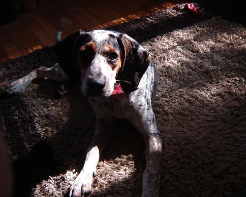 https://images.dog.ceo/breeds/bluetick/n02088632_1277.jpg