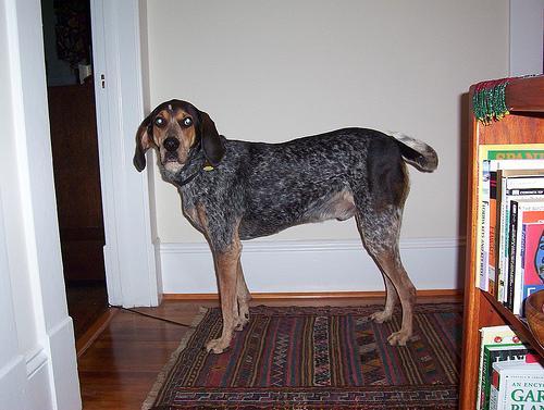 https://images.dog.ceo/breeds/bluetick/n02088632_1463.jpg