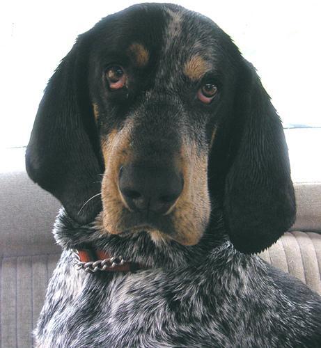 https://images.dog.ceo/breeds/bluetick/n02088632_1541.jpg