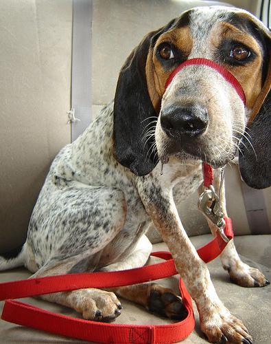 https://images.dog.ceo/breeds/bluetick/n02088632_1592.jpg