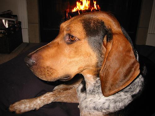 https://images.dog.ceo/breeds/bluetick/n02088632_1636.jpg