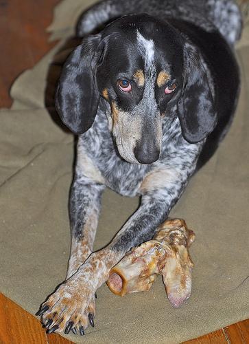 https://images.dog.ceo/breeds/bluetick/n02088632_1765.jpg