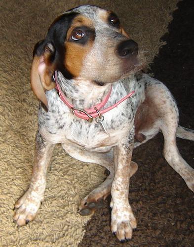 https://images.dog.ceo/breeds/bluetick/n02088632_1831.jpg