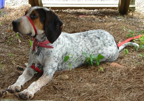 https://images.dog.ceo/breeds/bluetick/n02088632_190.jpg