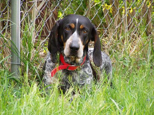 https://images.dog.ceo/breeds/bluetick/n02088632_2039.jpg