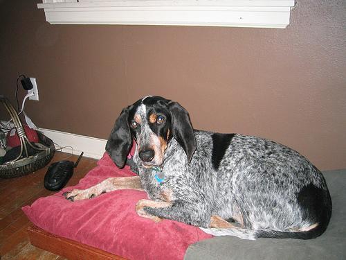 https://images.dog.ceo/breeds/bluetick/n02088632_2055.jpg