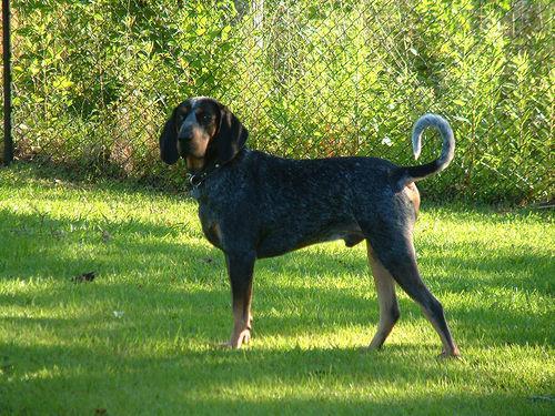 https://images.dog.ceo/breeds/bluetick/n02088632_2145.jpg