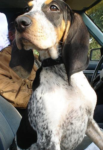 https://images.dog.ceo/breeds/bluetick/n02088632_2165.jpg