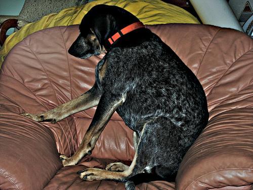 https://images.dog.ceo/breeds/bluetick/n02088632_2169.jpg