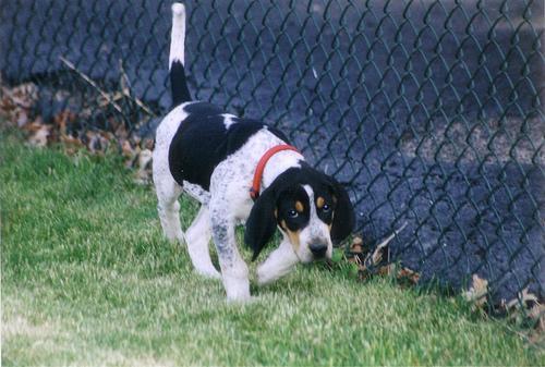 https://images.dog.ceo/breeds/bluetick/n02088632_2209.jpg