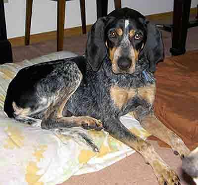 https://images.dog.ceo/breeds/bluetick/n02088632_2239.jpg