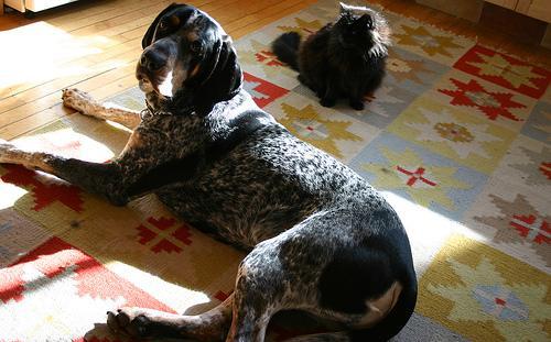 https://images.dog.ceo/breeds/bluetick/n02088632_2321.jpg