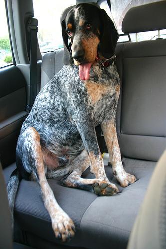 https://images.dog.ceo/breeds/bluetick/n02088632_2439.jpg