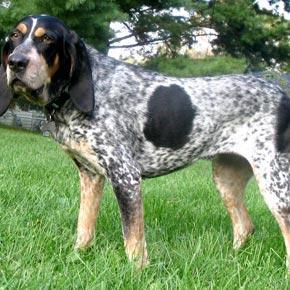 https://images.dog.ceo/breeds/bluetick/n02088632_2507.jpg