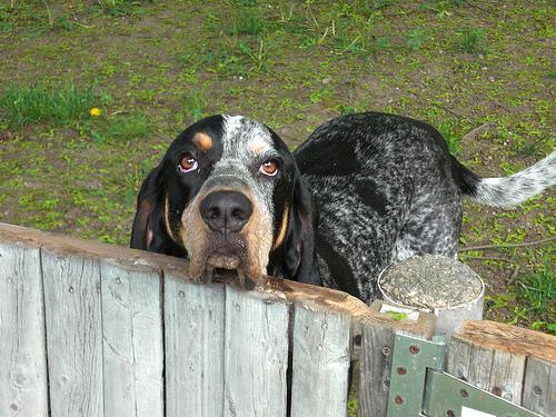 https://images.dog.ceo/breeds/bluetick/n02088632_2526.jpg