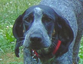 https://images.dog.ceo/breeds/bluetick/n02088632_255.jpg