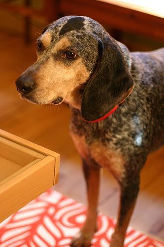 https://images.dog.ceo/breeds/bluetick/n02088632_260.jpg