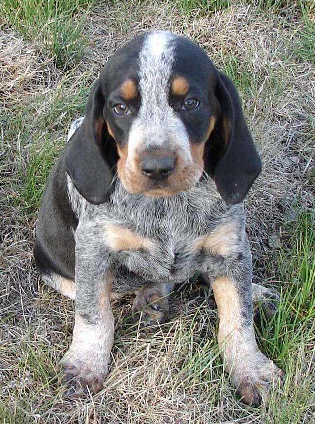 https://images.dog.ceo/breeds/bluetick/n02088632_2751.jpg