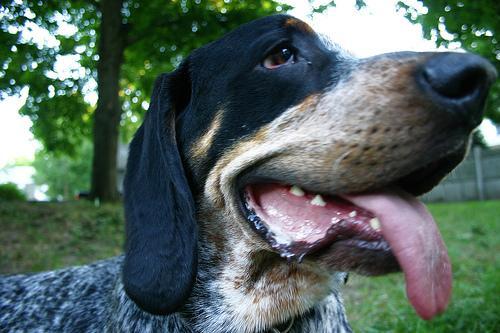 https://images.dog.ceo/breeds/bluetick/n02088632_2764.jpg