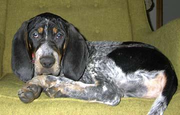 https://images.dog.ceo/breeds/bluetick/n02088632_28.jpg