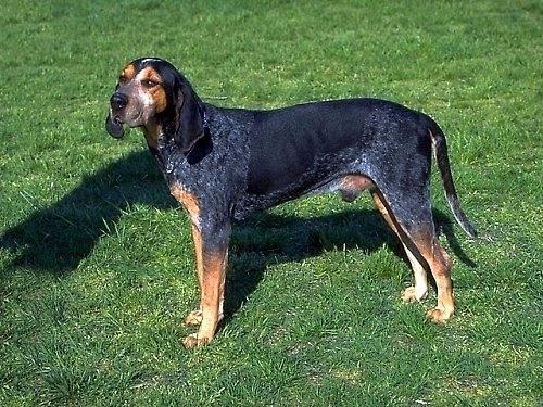 https://images.dog.ceo/breeds/bluetick/n02088632_2870.jpg