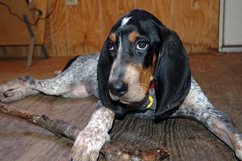 https://images.dog.ceo/breeds/bluetick/n02088632_2891.jpg