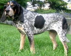 https://images.dog.ceo/breeds/bluetick/n02088632_301.jpg