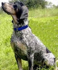 https://images.dog.ceo/breeds/bluetick/n02088632_3049.jpg