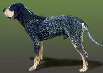 https://images.dog.ceo/breeds/bluetick/n02088632_3309.jpg