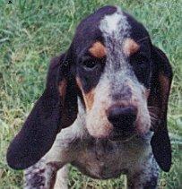 https://images.dog.ceo/breeds/bluetick/n02088632_3404.jpg