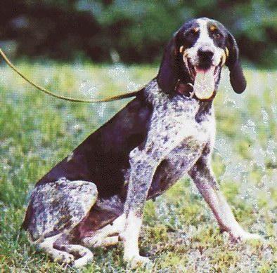 https://images.dog.ceo/breeds/bluetick/n02088632_3478.jpg